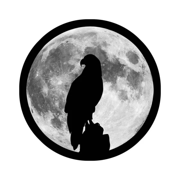 Icon Eagle Silhouette Black Illustration Predatory Bird — Stock Photo, Image