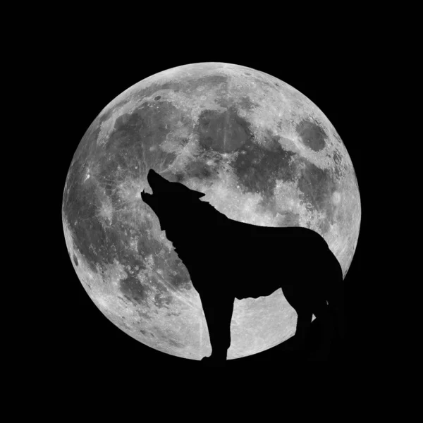 Wolf Howls Night Moon Hungry Predator Hunts Its Prey Dark — Stock Photo, Image