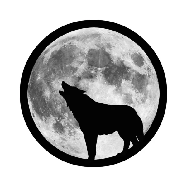 Wolf Howls Night Moon Hungry Predator Hunts Its Prey Dark — Stock Photo, Image