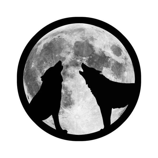 Wolf Howls Night Moon Hungry Predator Hunts Its Prey Dark — Stock Photo, Image