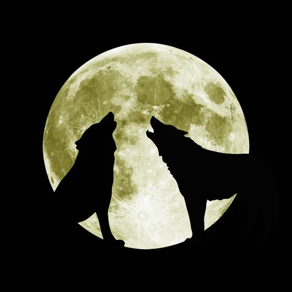 Lobo Aulla Luna Noche Depredador Hambriento Caza Presa Oscuridad Grupo — Foto de Stock