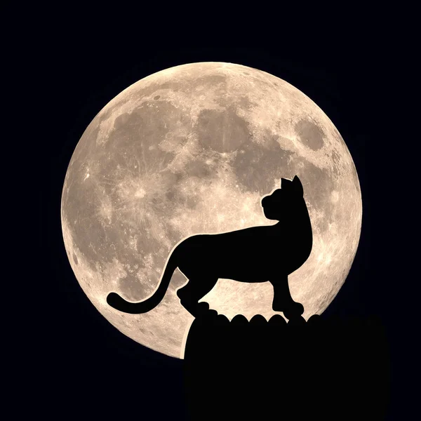 Katze Mit Mond Tier Der Nacht — Stockfoto