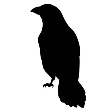 Black raven or crow. The silhouette of a bird on a white background. The symbol of Halloween and the cemetery. Predator and scavenger