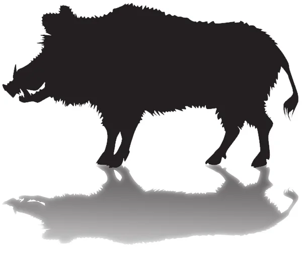 gölgeli bir yaban domuzu silüeti