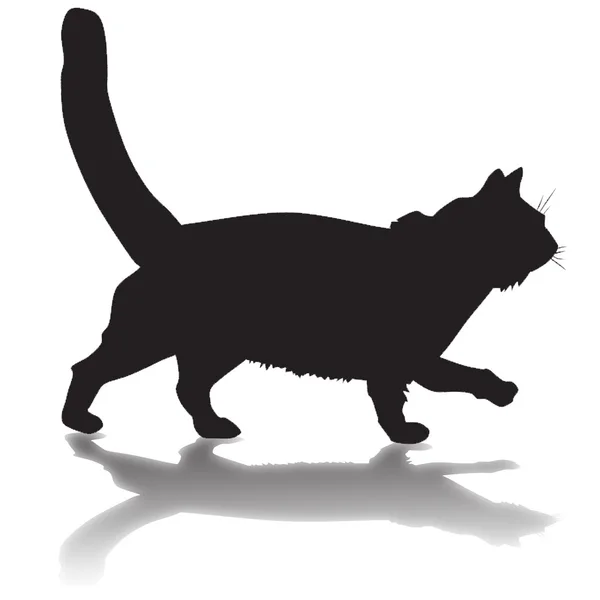 Silhouette of a black cat with shadow — Stock Photo, Image