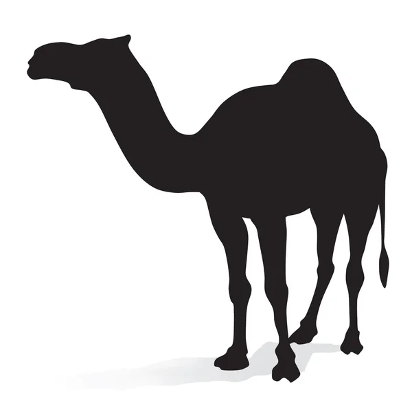 Eine Kamelsilhouette — Stockfoto