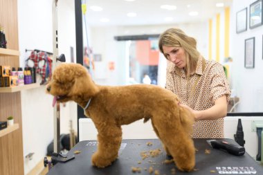 Profesyonel bir kuaför evcil hayvan salonundaki bir bakım masasında sevimli kahverengi bir kanişi tıraş ediyor, evcil hayvanla ilgileniyor.