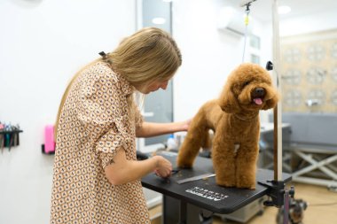 Kadın, temiz bir hayvan bakım salonunda kahverengi bir kanişin kürkünü dikkatlice buduyor ve profesyonel hayvan bakım hizmetleri sunuyor.