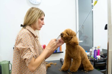 Profesyonel kuaför evcil hayvan salonundaki kahverengi oyuncak kanişi buduyor, hassas stil, hijyen ve tüylü saç kesimine odaklanıyor.