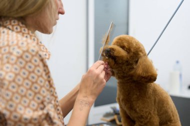 Evcil hayvan tımarcısı dikkatli çalışıyor, kahverengi bir kanişin kürkünü, profesyonel bir hayvan bakım salonunda tarak ile şekillendiriyor.