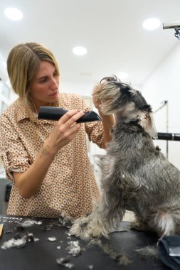 Profesyonel bir kuaför, bir hayvan salonunda Schnauzer ceketi üzerinde çalışıyor, bakım ve yeni bir saç kesimi sağlıyor.