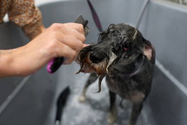 İnsan elleri profesyonel olarak banyo yapıyor, yıkıyor ve gri bir küvette ıslak bir minyatür köpeğini tarıyor. Hayvan hijyeni ve bakımı