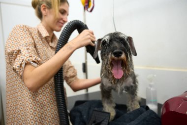 Profesyonel bir kuaförde ıslak bir minyatür schnauzer üzerinde saç kurutma makinesi kullanarak köpek bakımı hizmeti veriyor.