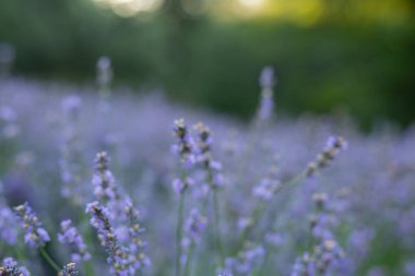 Manzara tasarımında lavanta çalıları. Bahçede lavanta. Aromatik Fransız Provence lavantası evin avlusunda beyaz taşlar ve çakıl taşlarıyla çevrilidir..