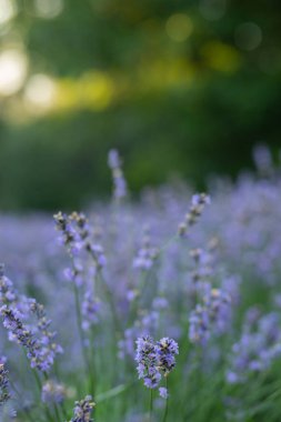 Manzara tasarımında lavanta çalıları. Bahçede lavanta. Aromatik Fransız Provence lavantası evin avlusunda beyaz taşlar ve çakıl taşlarıyla çevrilidir..