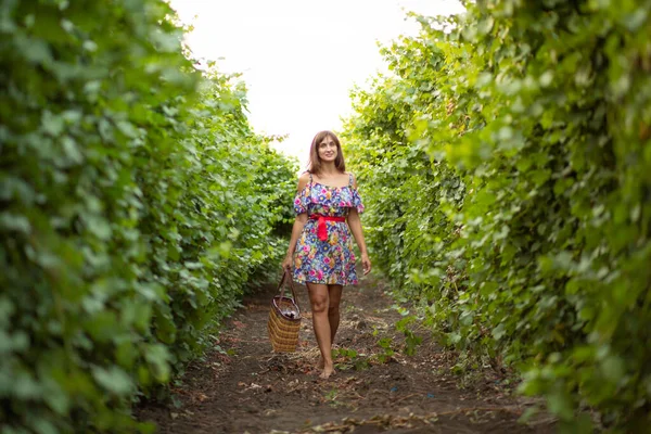 Girl Vineyard Sunset Floral Dress Basket Hands — стоковое фото