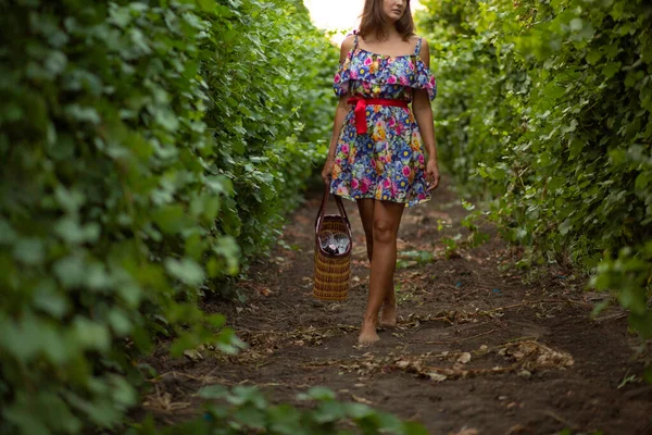 Girl Vineyard Sunset Floral Dress Basket Hands — Stockfoto