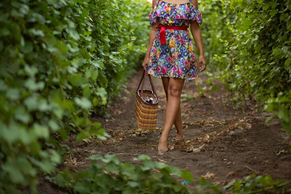 Girl Vineyard Sunset Floral Dress Basket Hands — Stock Photo, Image