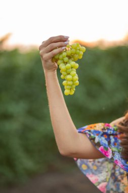 Üzüm bağında bir kız eli, günbatımı, çiçekli elbise, elinde cam ve üzüm.