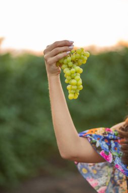 Üzüm bağında bir kız eli, günbatımı, çiçekli elbise, elinde cam ve üzüm.