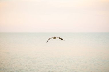 Deniz, dalgalar, sahil, sahil, güzel gün batımı