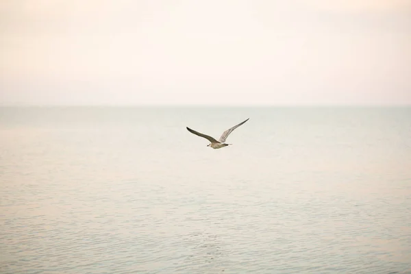 Sea Waves Coast Beach Beautiful Sunset — Foto de Stock