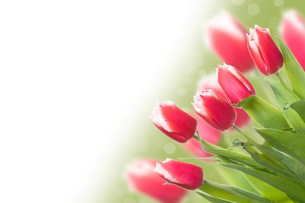 Spring Flowers bunch. Beautiful red Tulips gift over blurred gre — Stock Photo, Image
