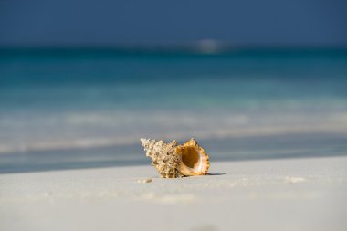 Deniz kabuğu tropik adada kum plajındaki