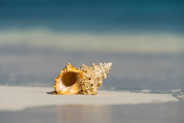 Sea shell på sandstranden på tropisk ö — Stockfoto