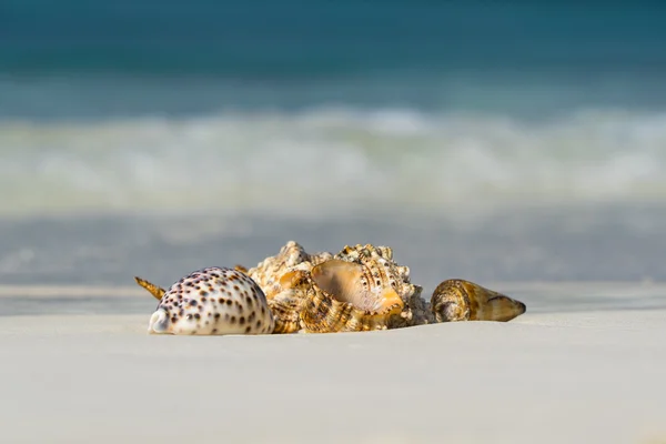 Sea shell på sandstranden på tropisk ö — Stockfoto