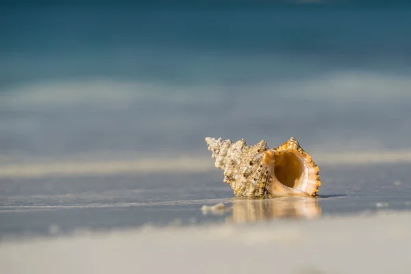 Sea shell på sandstranden på tropisk ö — Stockfoto