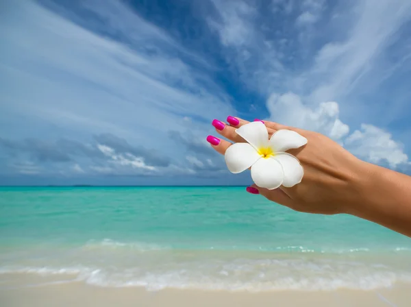 Tropická květina Plumeria na pláži. Pozadí moře. Koncept t — Stock fotografie
