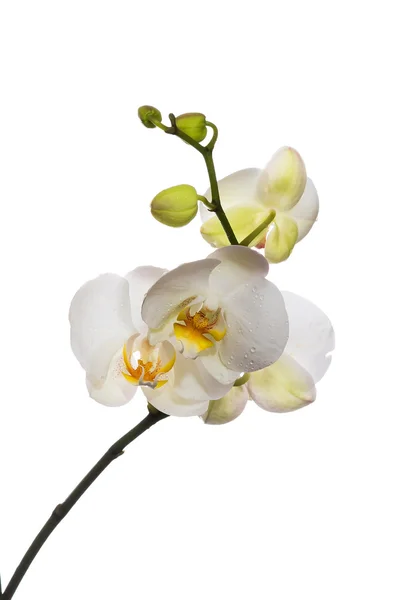White orchid isolated on white background — Stock Photo, Image