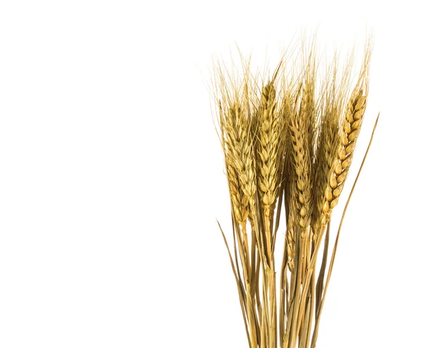 Wheat isolated on white close up — Stock Photo, Image