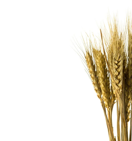 Wheat isolated on white close up — Stock Photo, Image