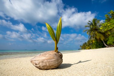 Hindistan cevizi avuç içi kumlu plaj, tropikal Adası
