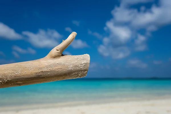 Deadwood on white sand beach of paradise island — Stock Photo, Image