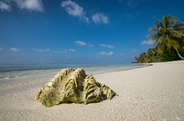 熱帯の島の砂浜で海のシェル — ストック写真