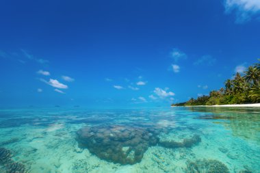 Mükemmel Tropik Ada Cennet Sahili