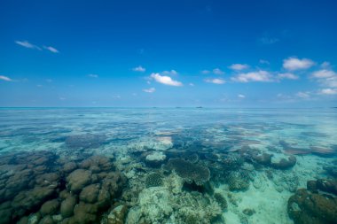 Mükemmel Tropik Ada Cennet Sahili