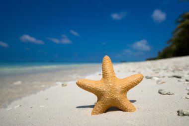 Bir deniz yıldızı ile tropik sahilde kum, Deniz Manzaralı ve kum.