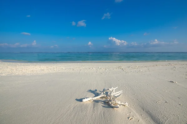 Coral on the tropical beach — Stock Photo, Image