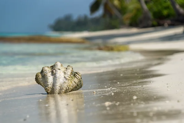 Kerang laut di pantai berpasir — Stok Foto
