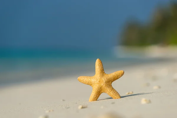 Playa tropical con una estrella de mar sobre arena, vista al mar y arena . —  Fotos de Stock