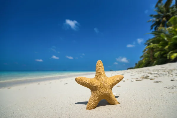 Playa tropical con una estrella de mar sobre arena, vista al mar y arena . —  Fotos de Stock
