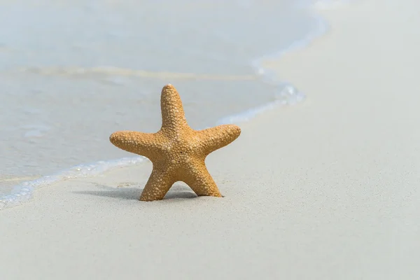 Playa tropical con una estrella de mar sobre arena, vista al mar y arena . — Foto de Stock