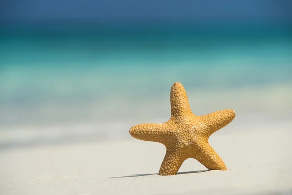 Playa tropical con una estrella de mar sobre arena, vista al mar y arena . — Foto de Stock