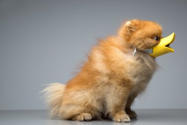 Köpek doğurmak Spitz ördek giyinmiş