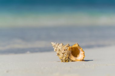 Deniz kabuğu tropik adada kum plajındaki