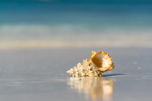 Conchiglia sulla spiaggia sabbiosa sull'isola tropicale — Foto Stock